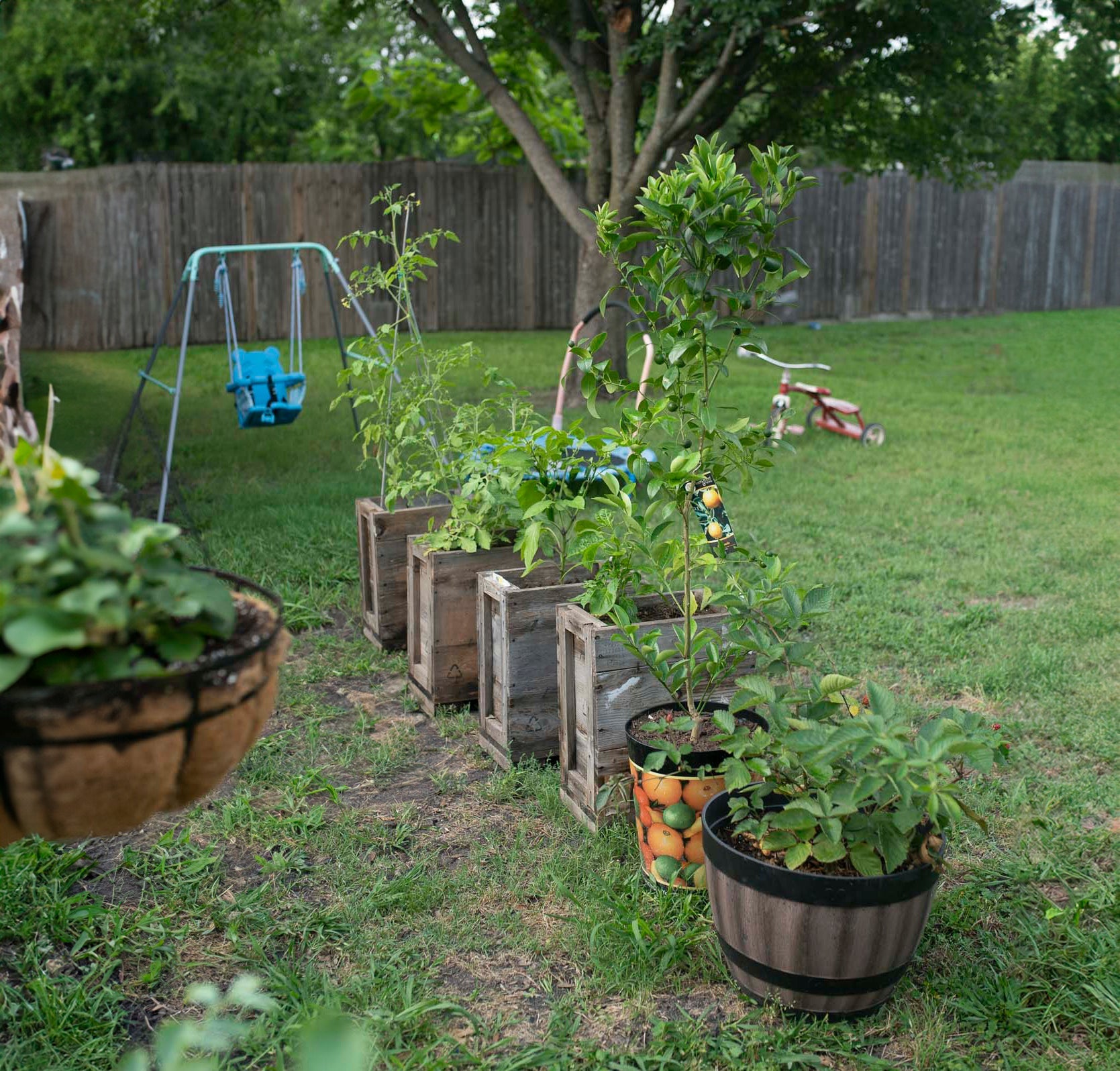 Backyard Abundance: A Family Garden Full of Heart