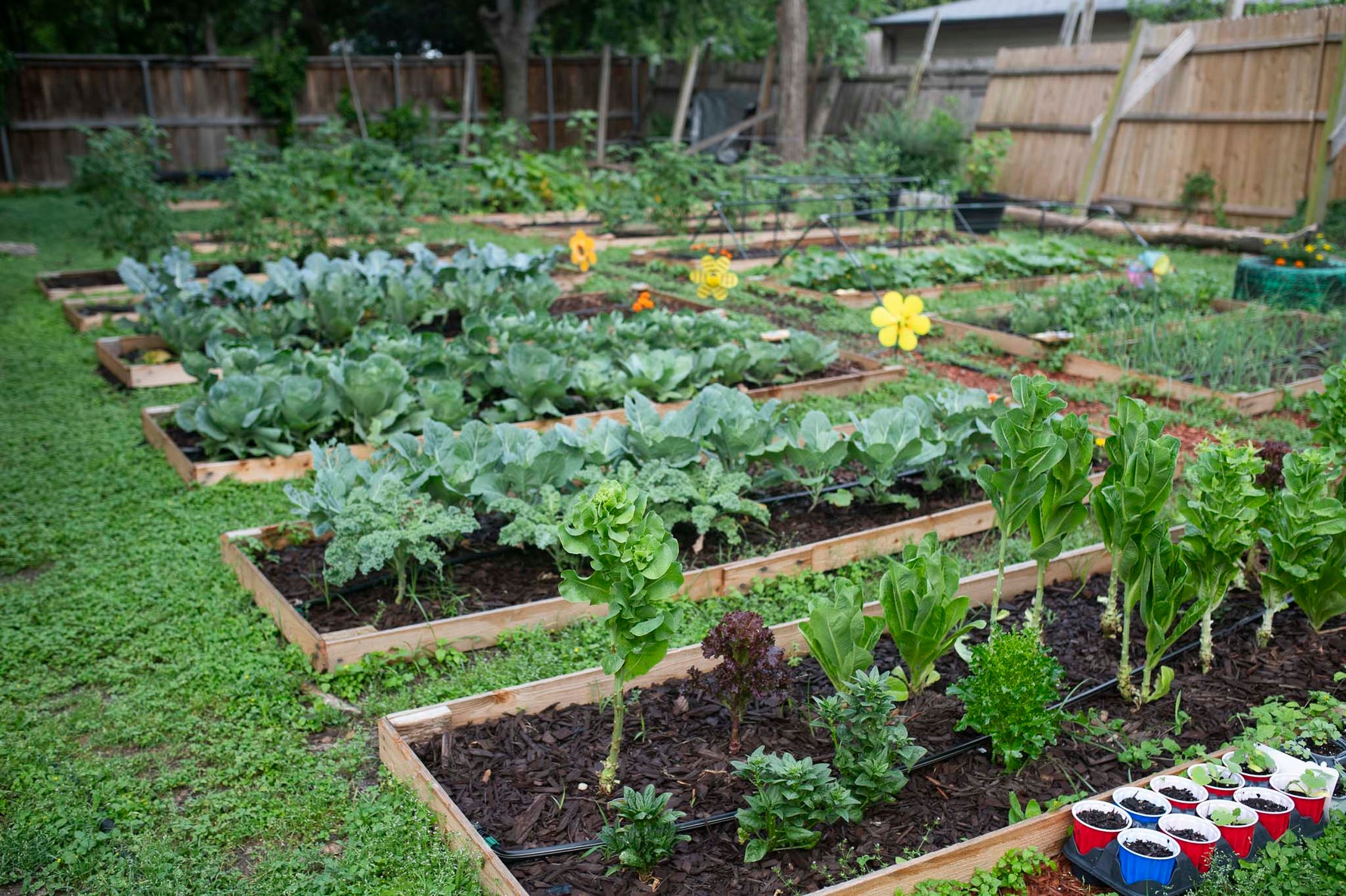 Growing Independence: Matt Jaremko’s Backyard Mini Farm