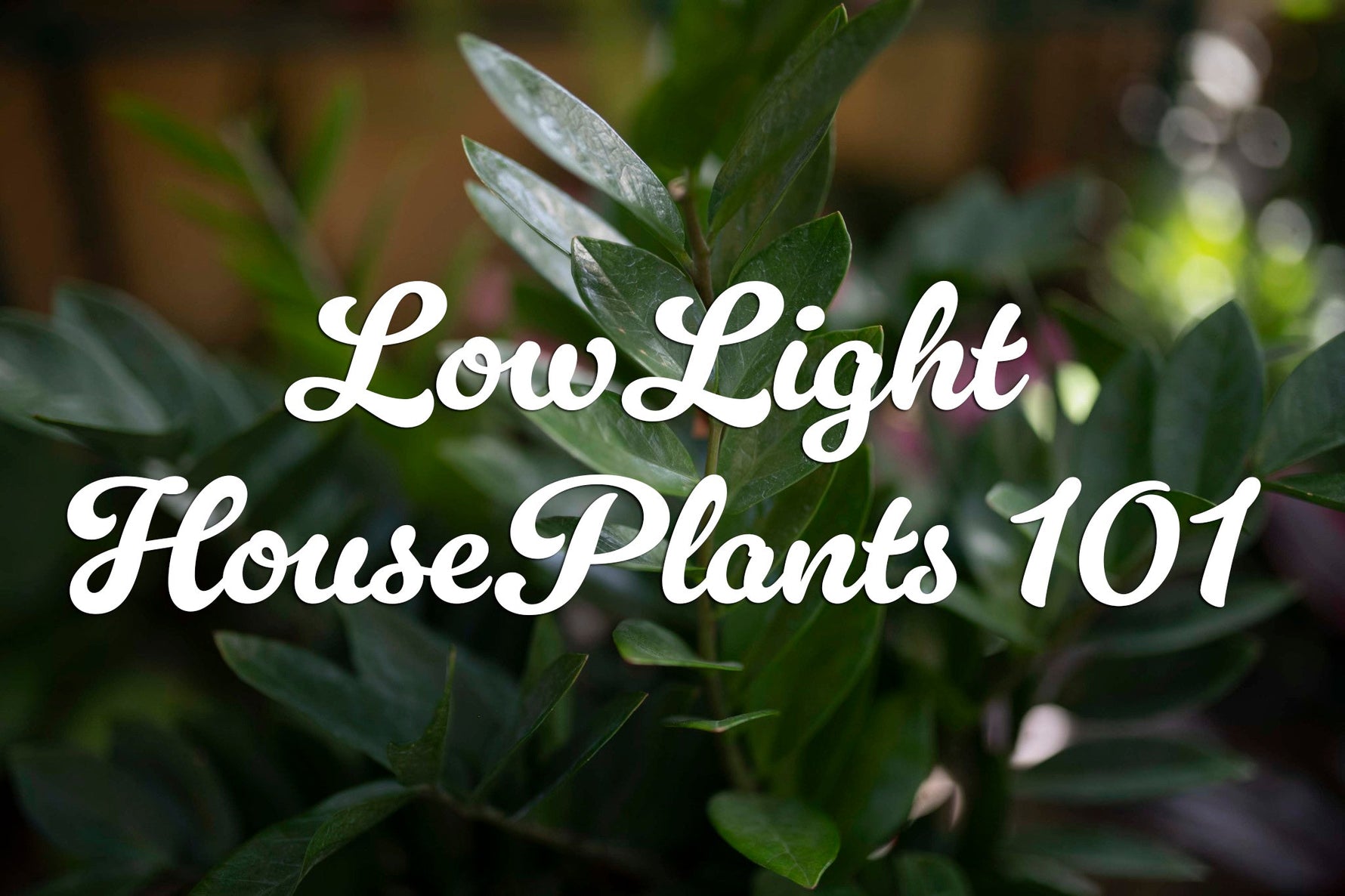 Best Low Light Houseplants for Beginners: Easy-Care Favorites That Thrive in Shade