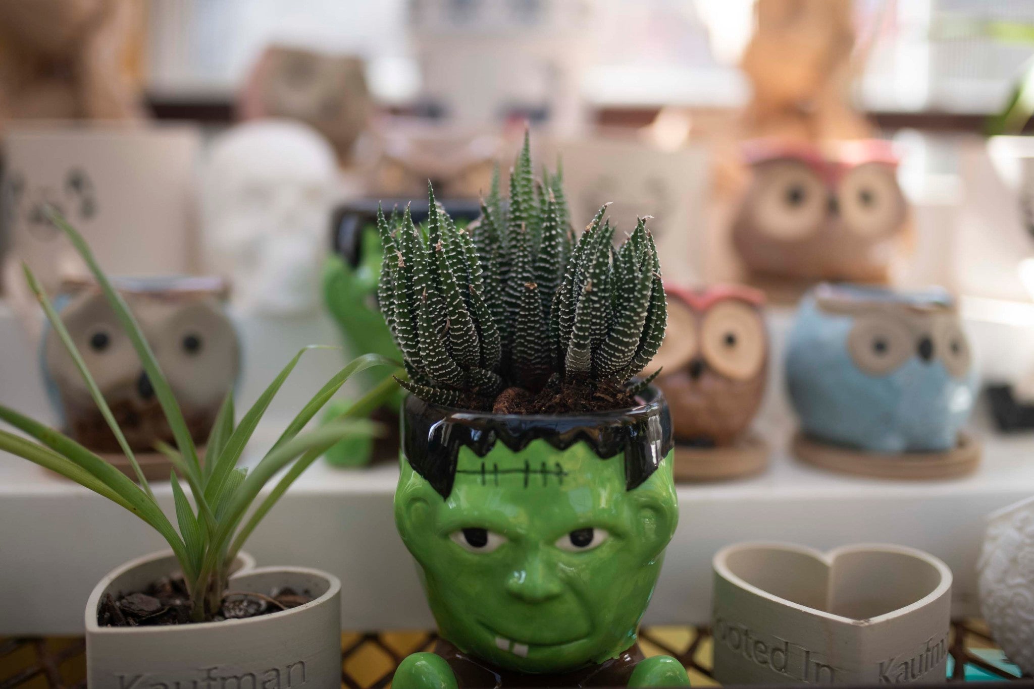 All pots and planters