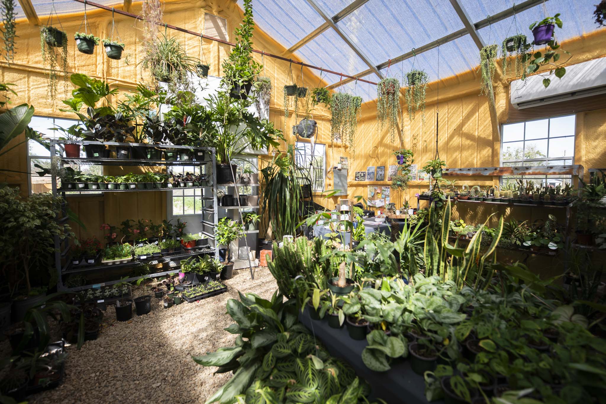 Houseplants