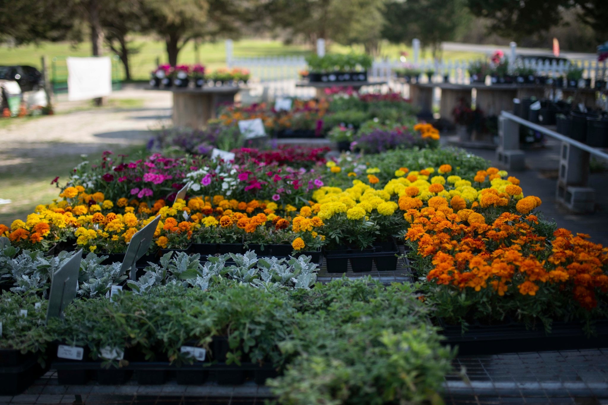 Blooming Beauties: Annuals & Perennials
