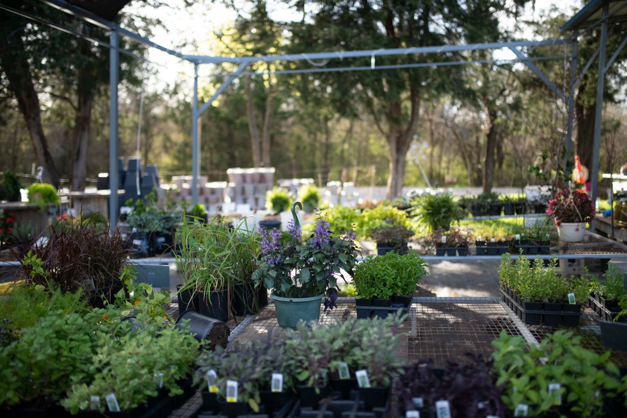 Outdoor Plants
