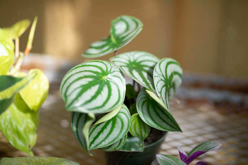 Peperomia watermelon peperomia sanderii