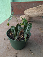 Alocasia Bambino