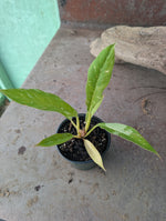 Ring of Fire Philodendron