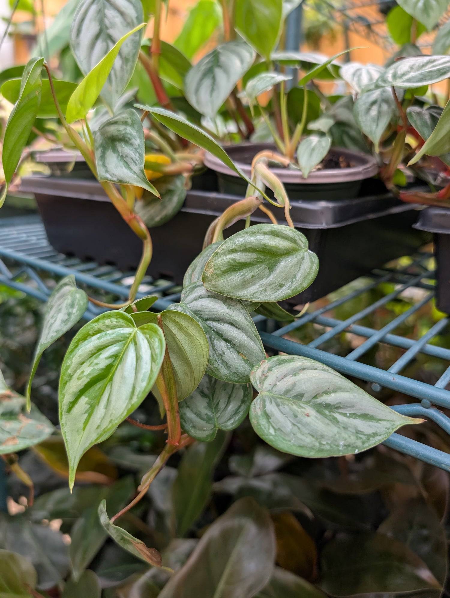Philodendron Sodirio