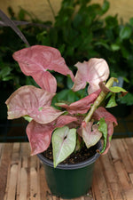 Pink Perfection Syngonium