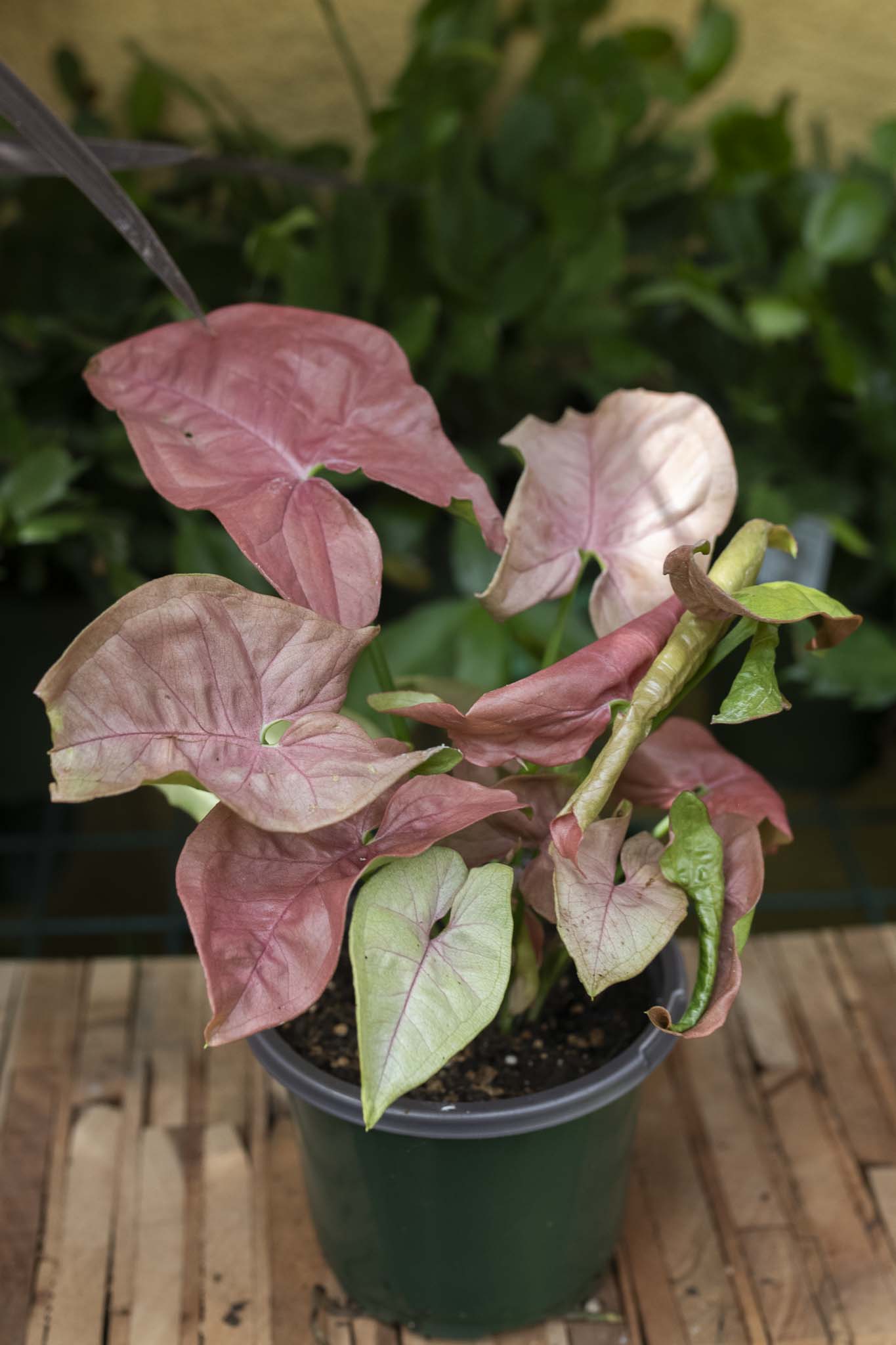 Pink Perfection Syngonium