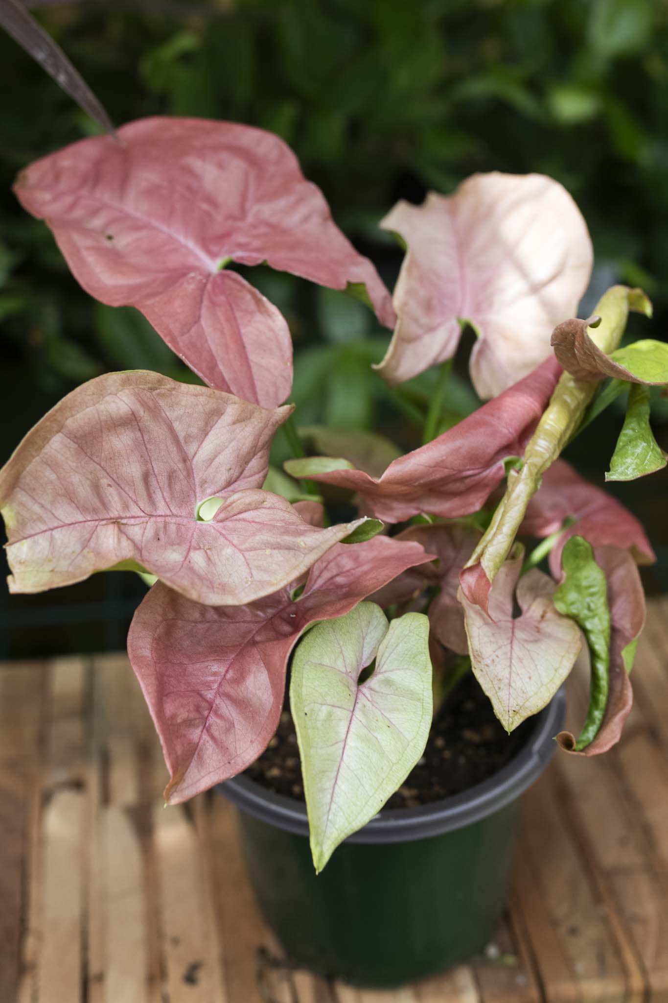 Pink Perfection Syngonium