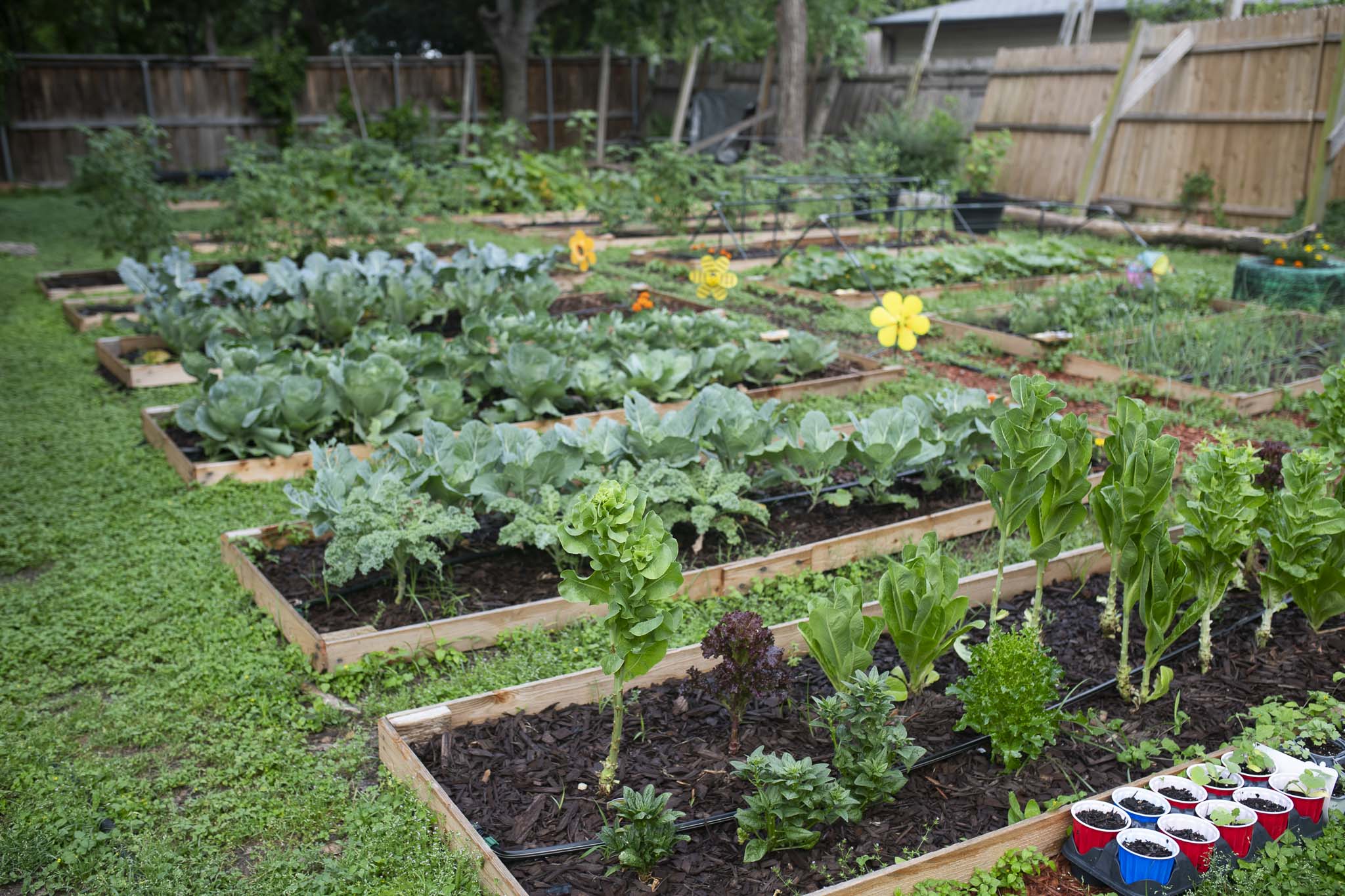 Growing Independence: Matt Jaremko’s Backyard Mini Farm