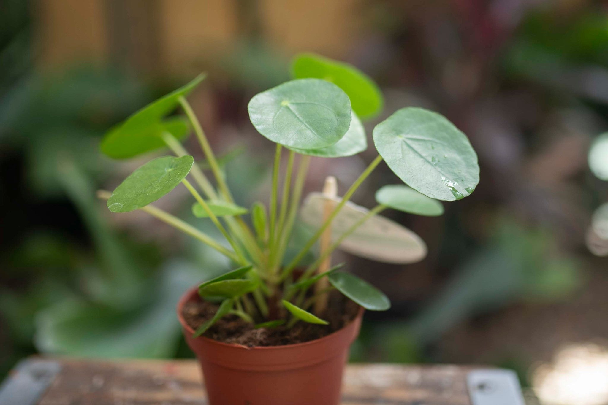 Easy Care Plants