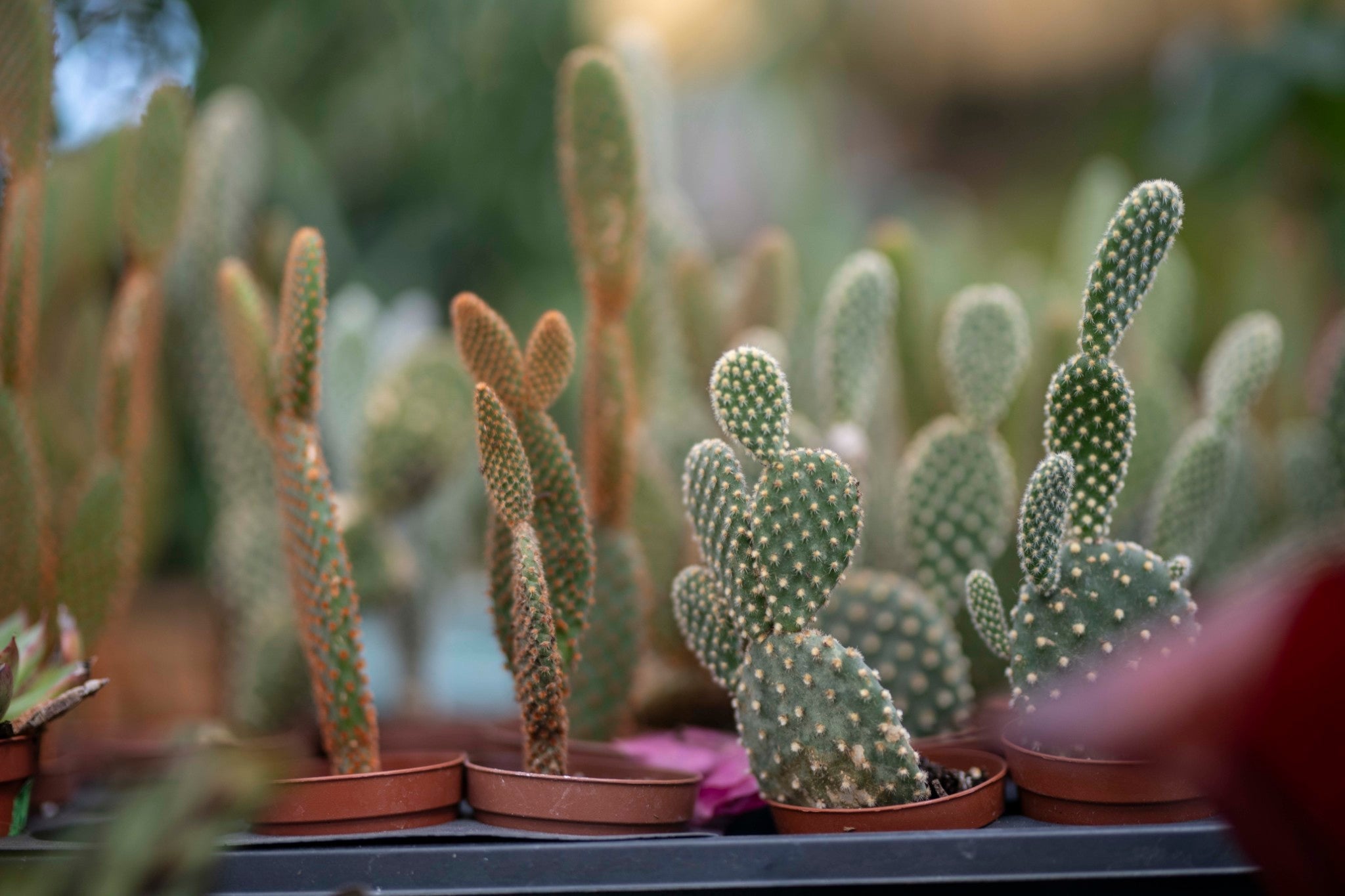 Succulents and cactus