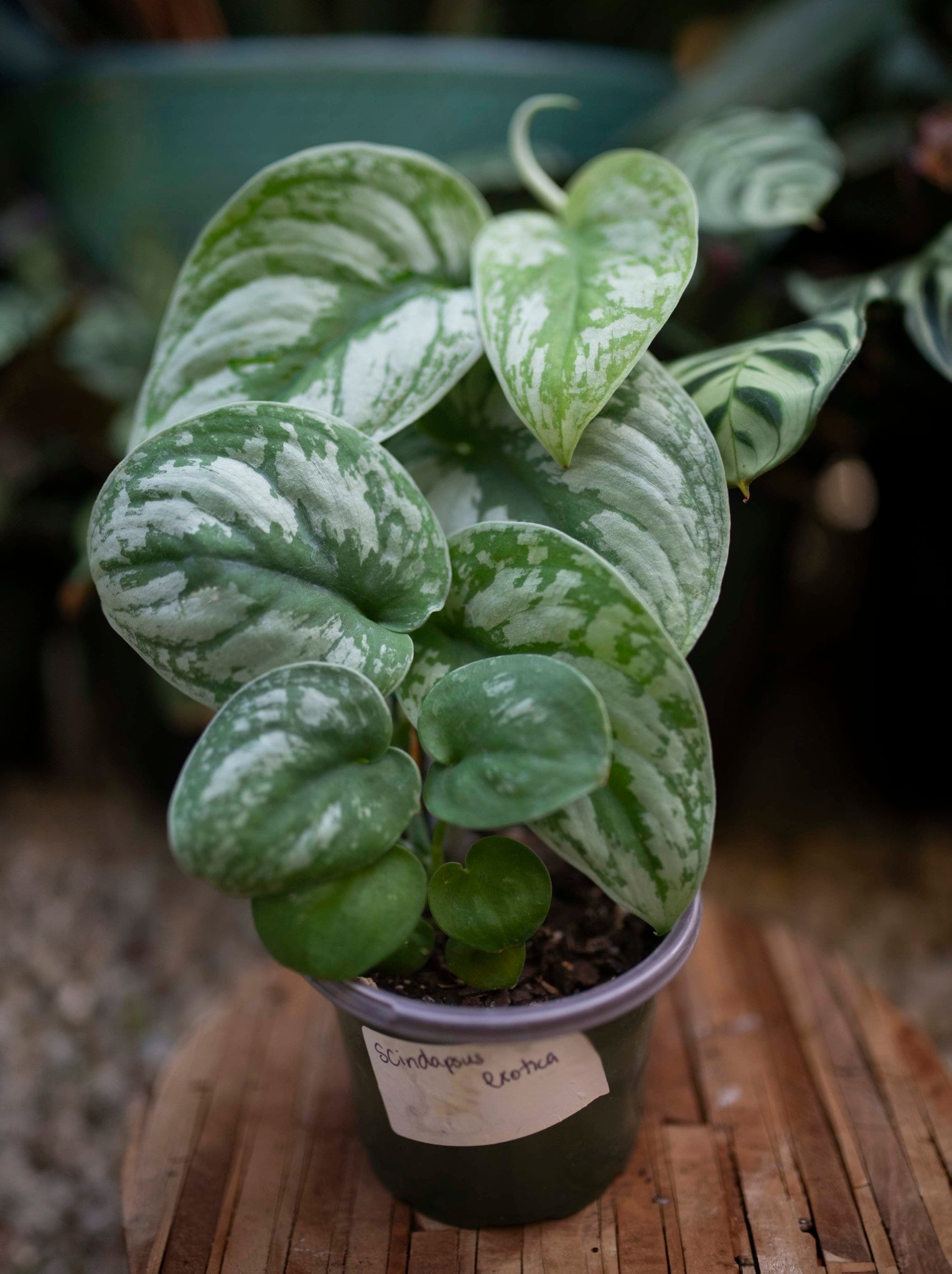 POTHOS