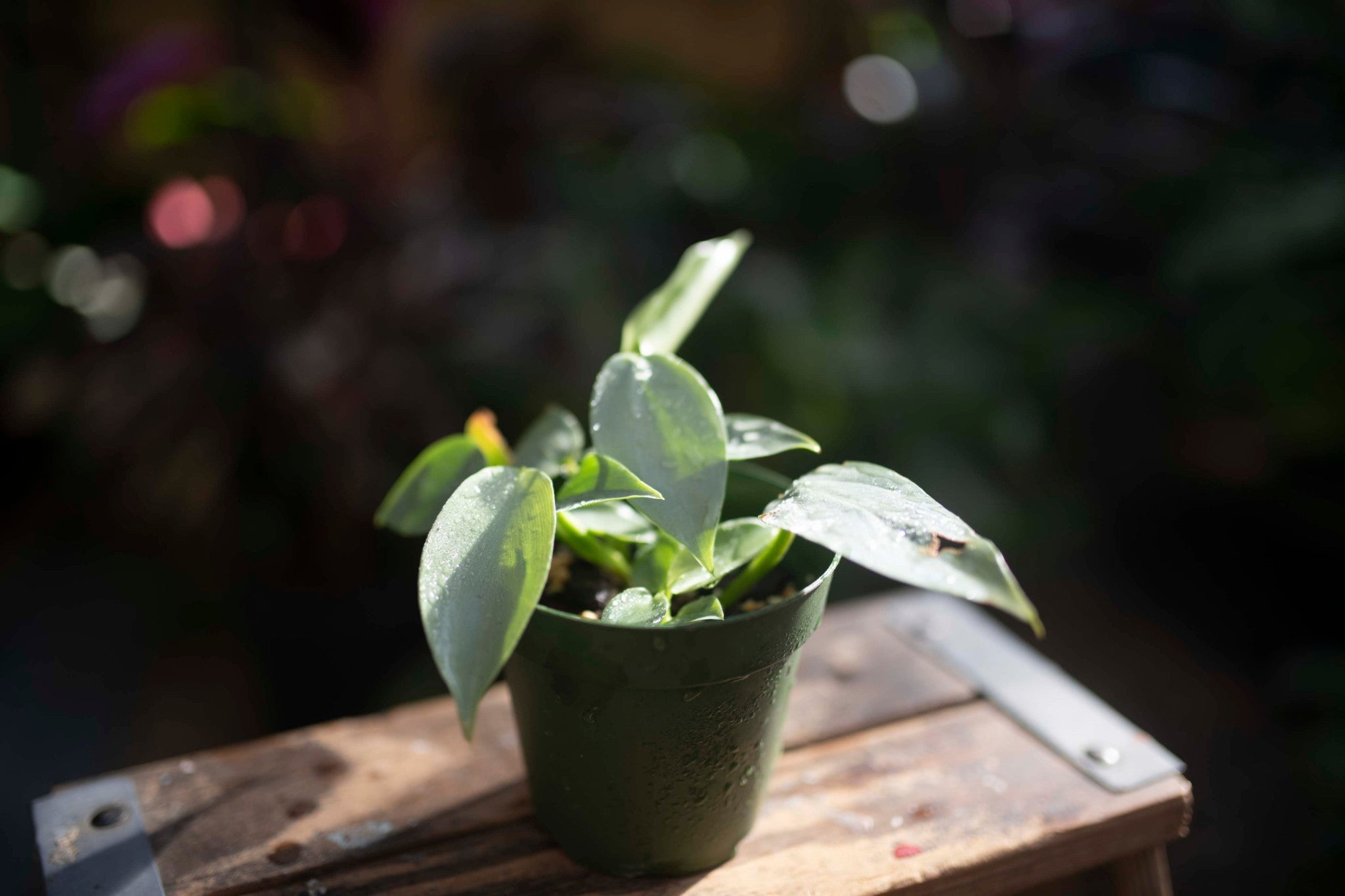 PHILODENDRON