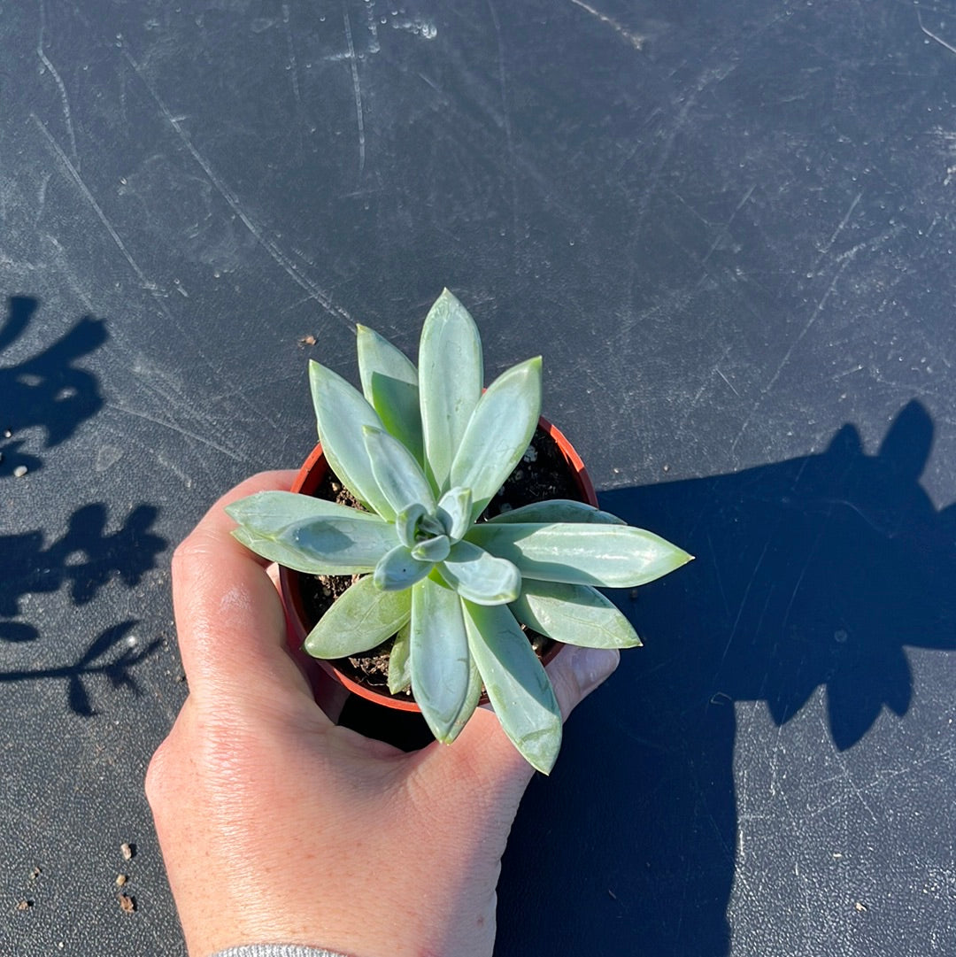 SUCCULENT 2.5