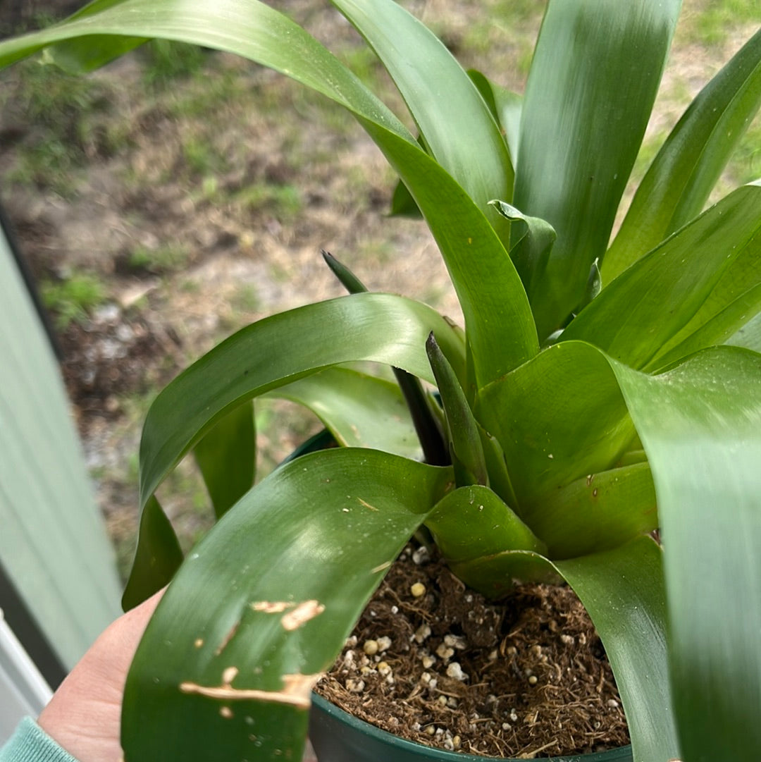 BROMELIAD