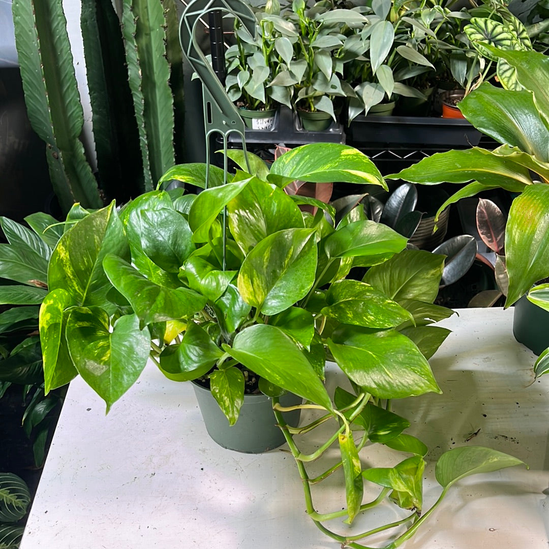 POTHOS IVY