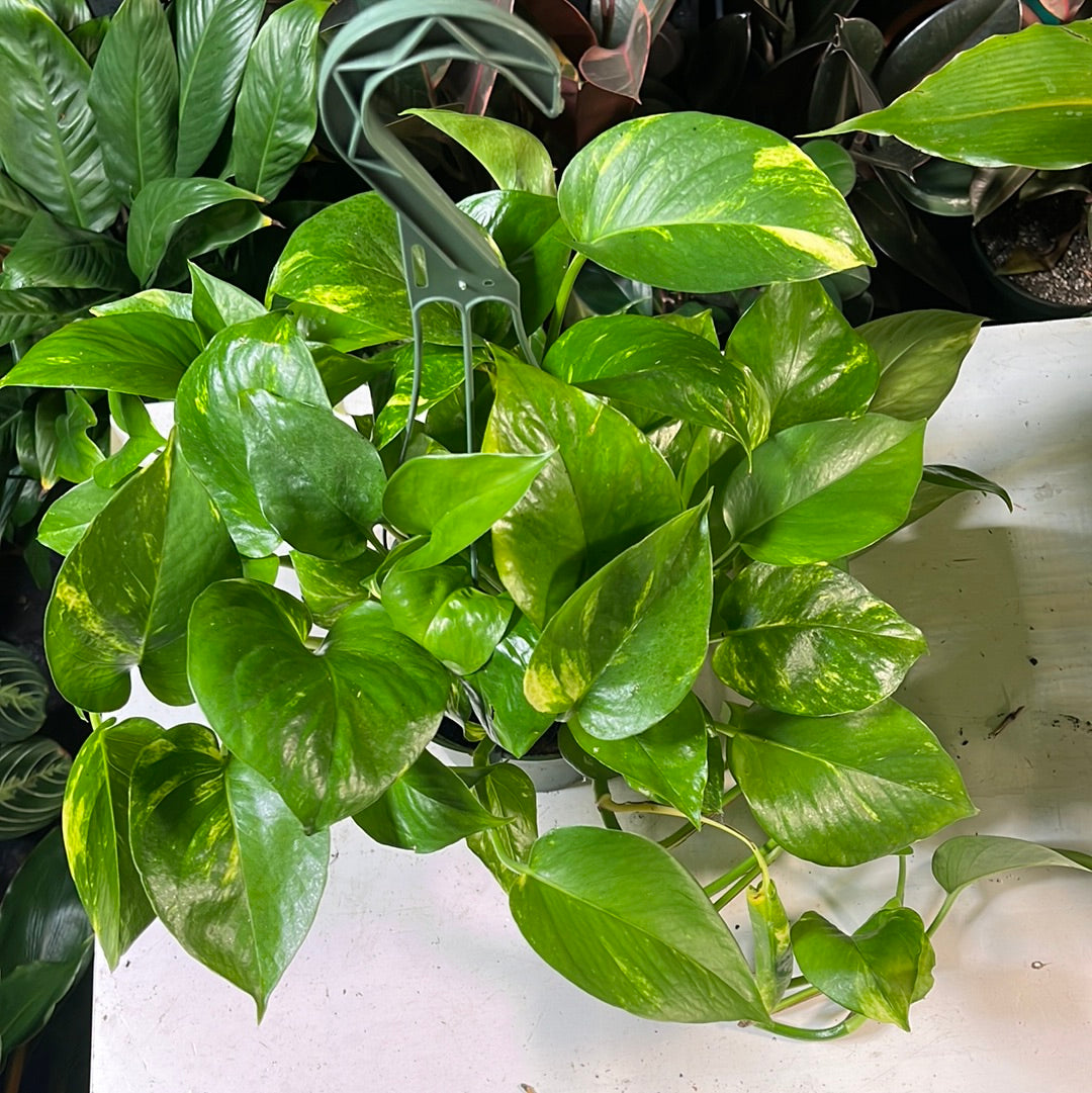 POTHOS IVY