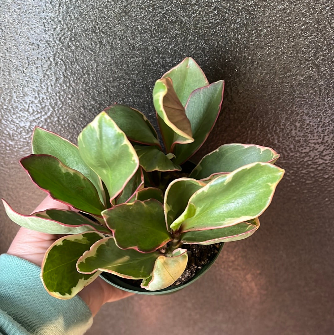 PEPEROMIA