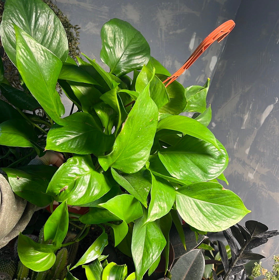 JADE POTHOS IVY