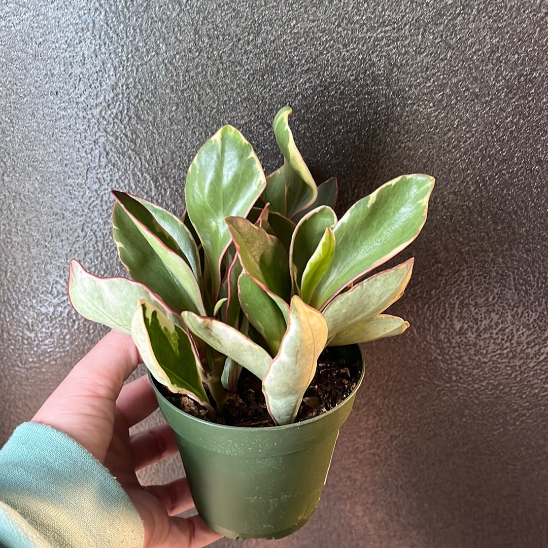 PEPEROMIA