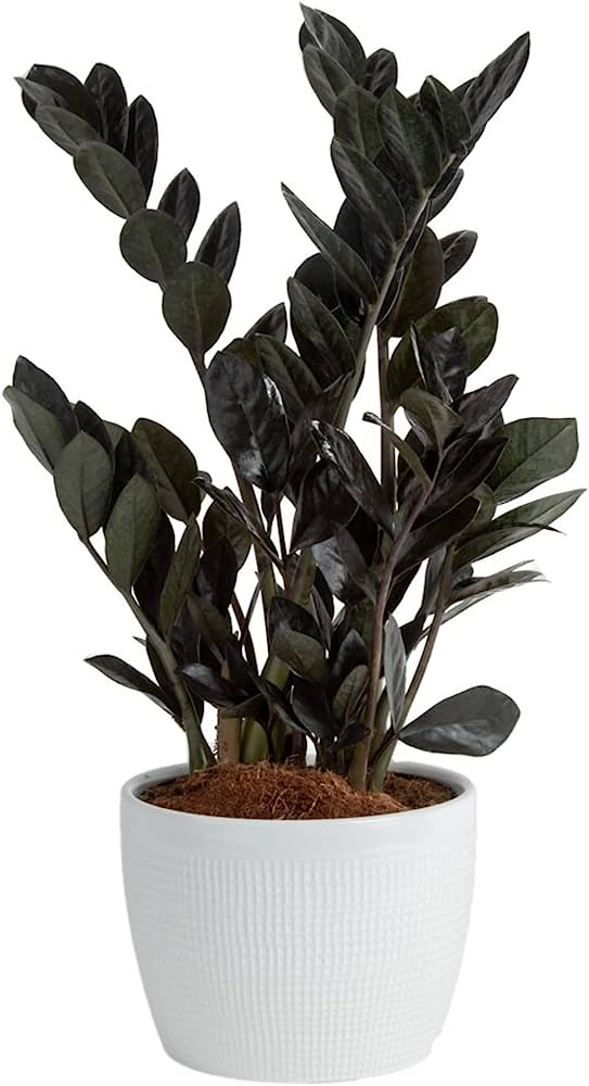 RAVEN ZZ PLANT