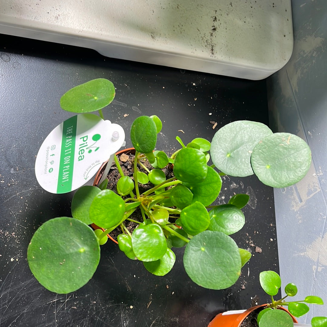 PILEA PEPEROMOIDES