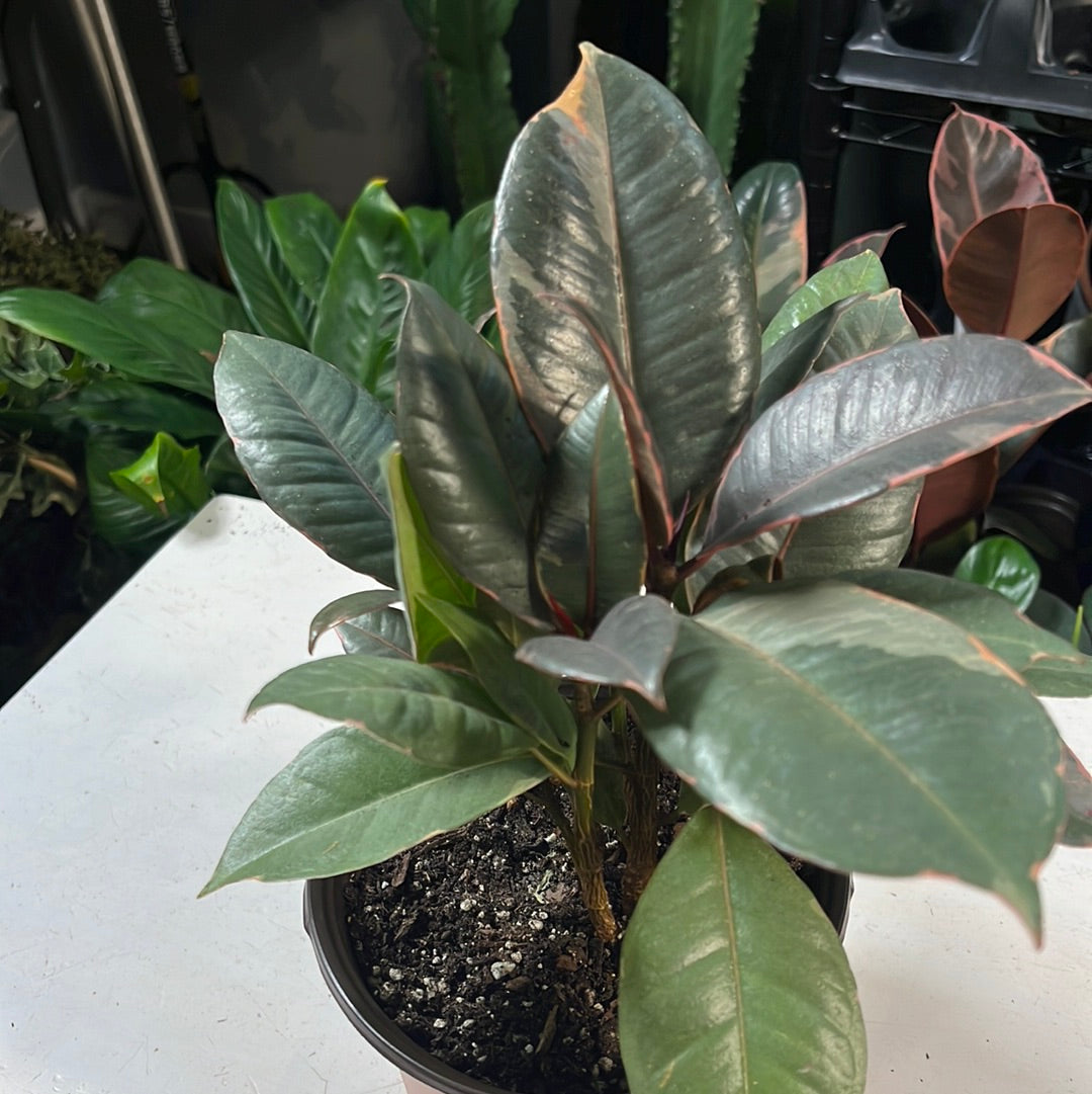 FICUS ELASTICA RUBBER PLANT