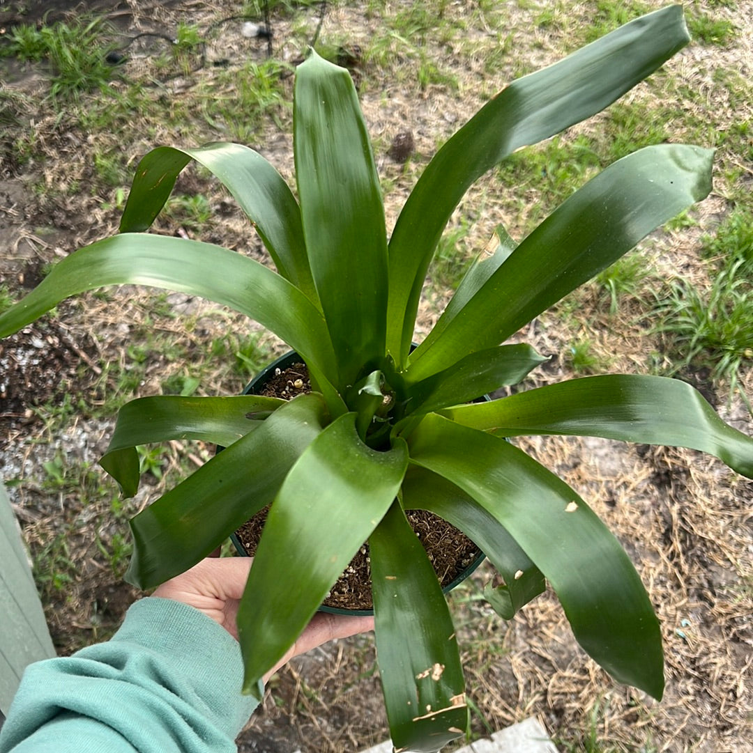 BROMELIAD