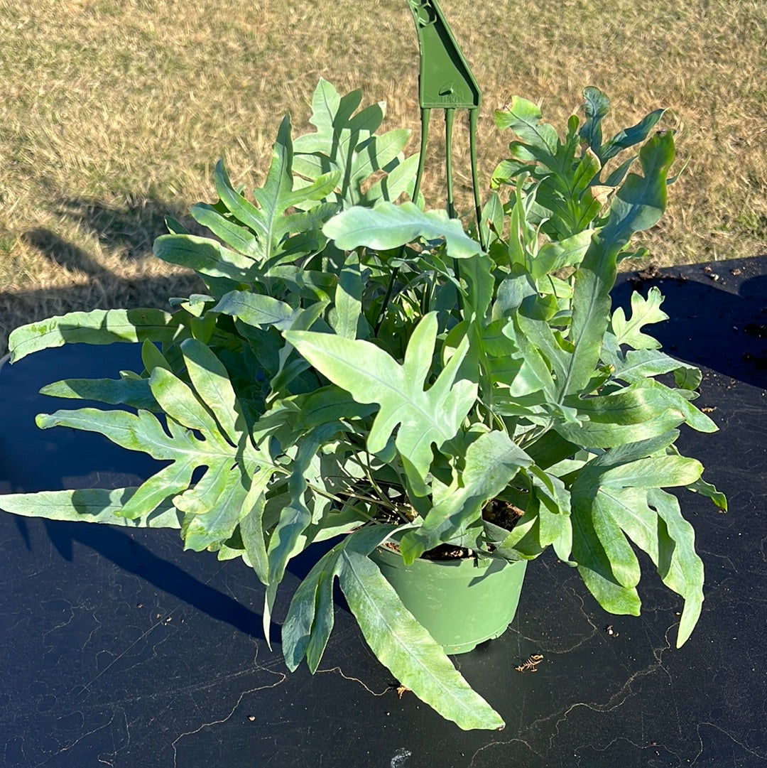 BLUE STAR FERN