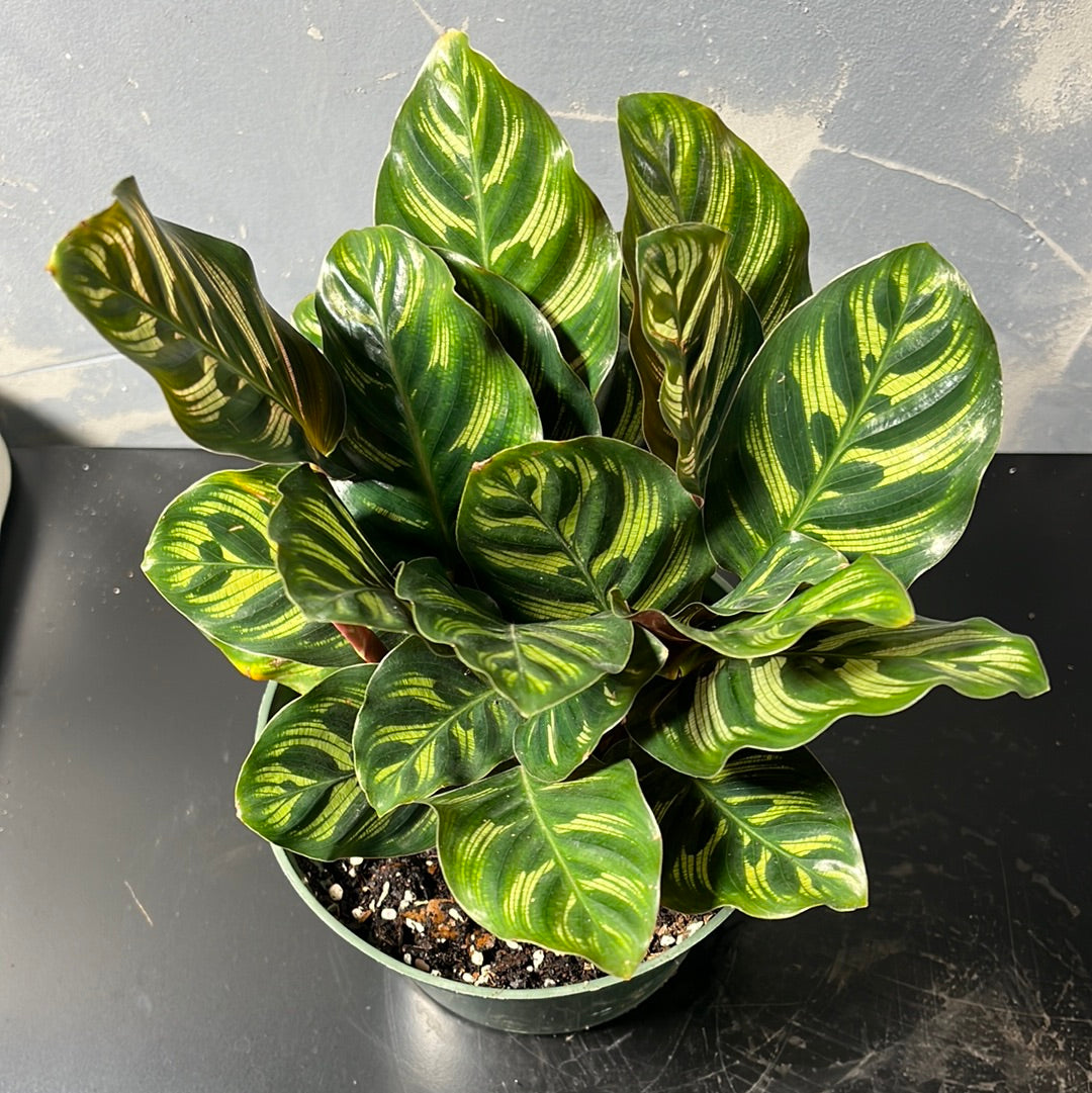 CALATHEA PEACOCK