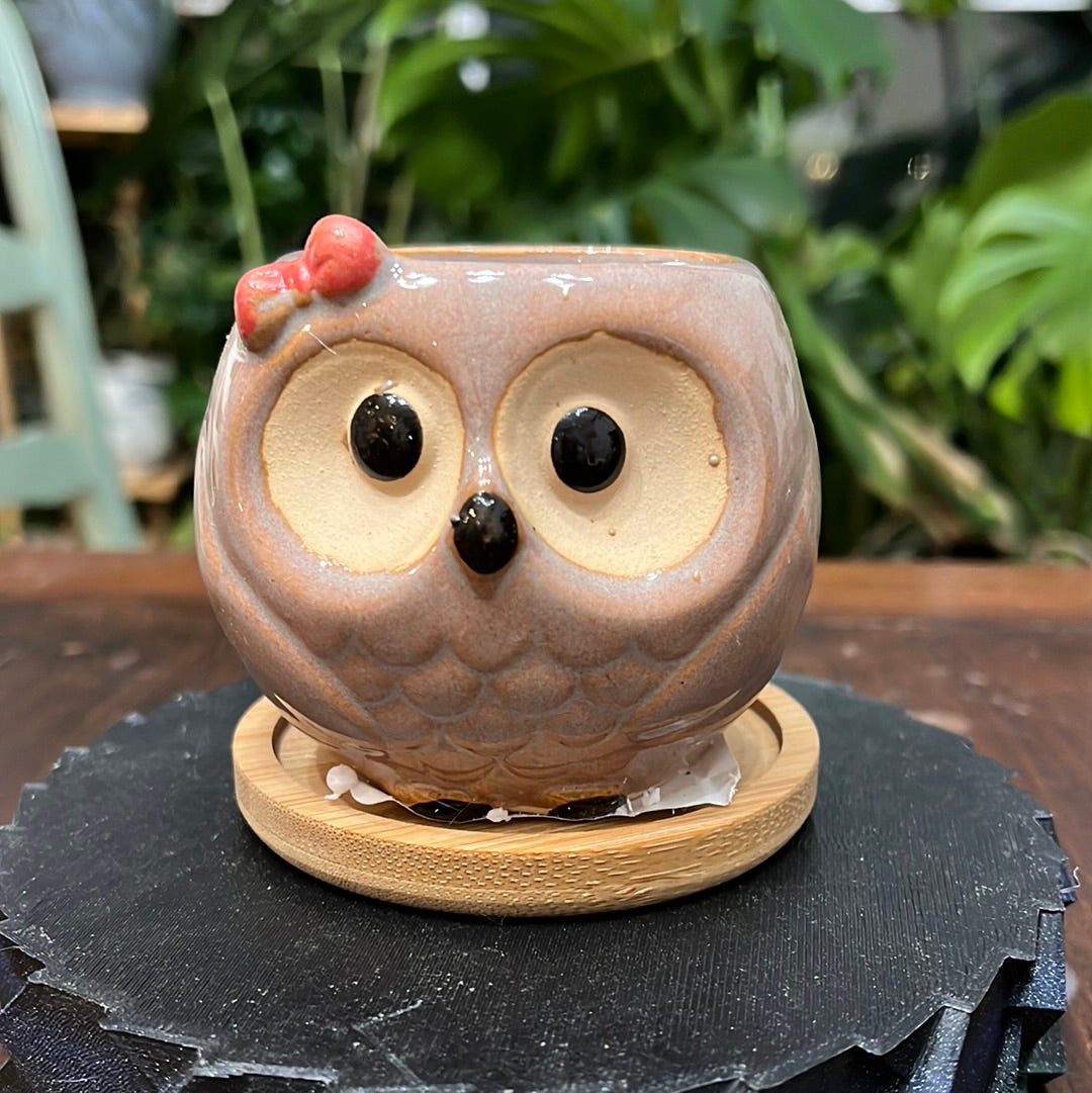 OWL SUC POTS