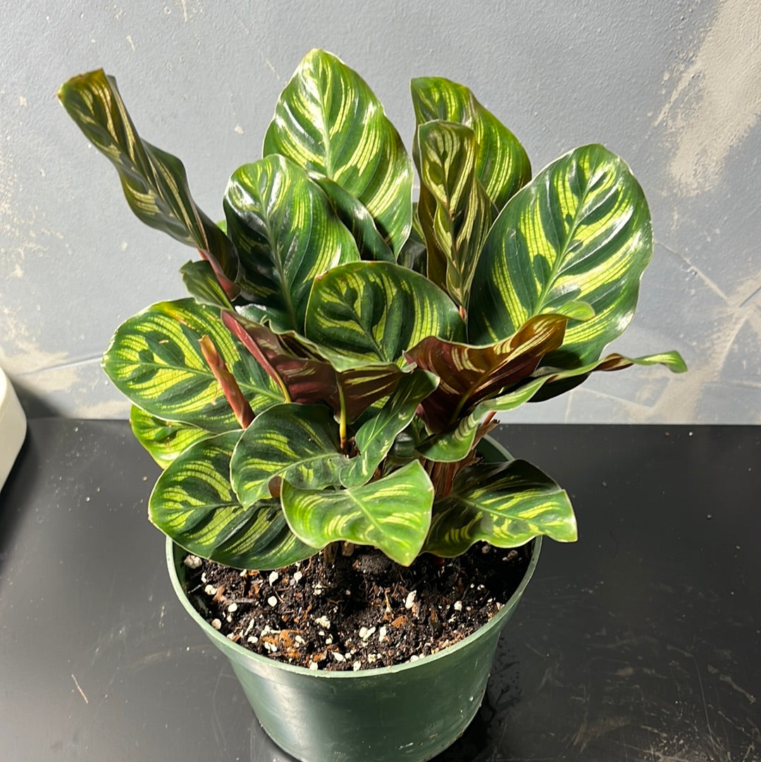 CALATHEA PEACOCK