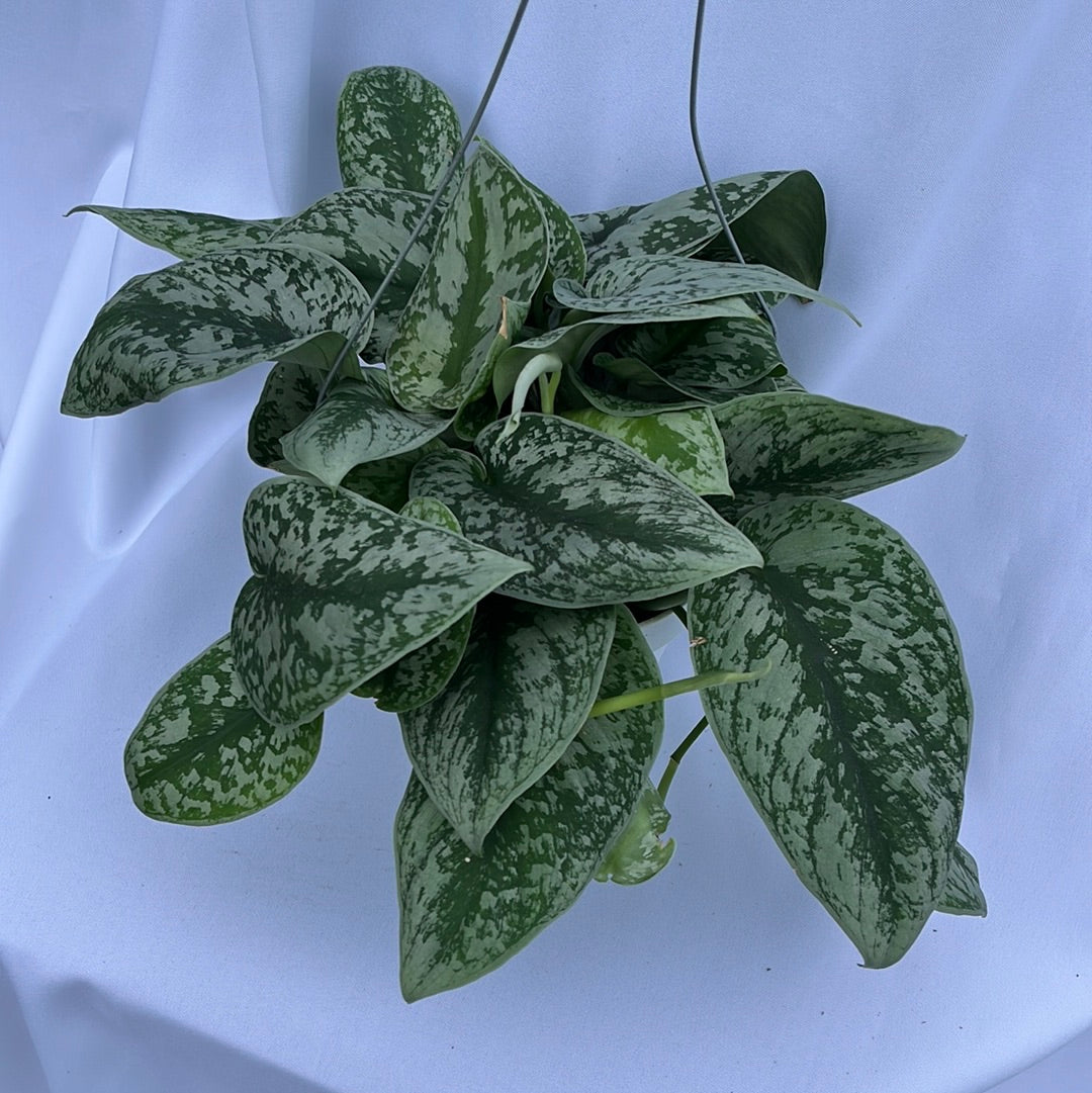 PICTA SATIN POTHOS