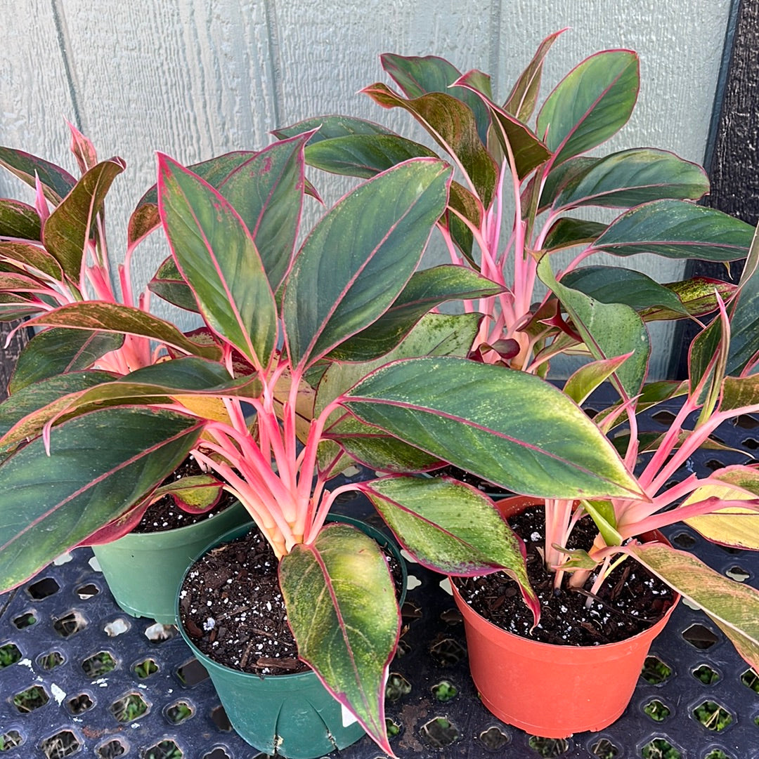 AGLAONEMA SIAM