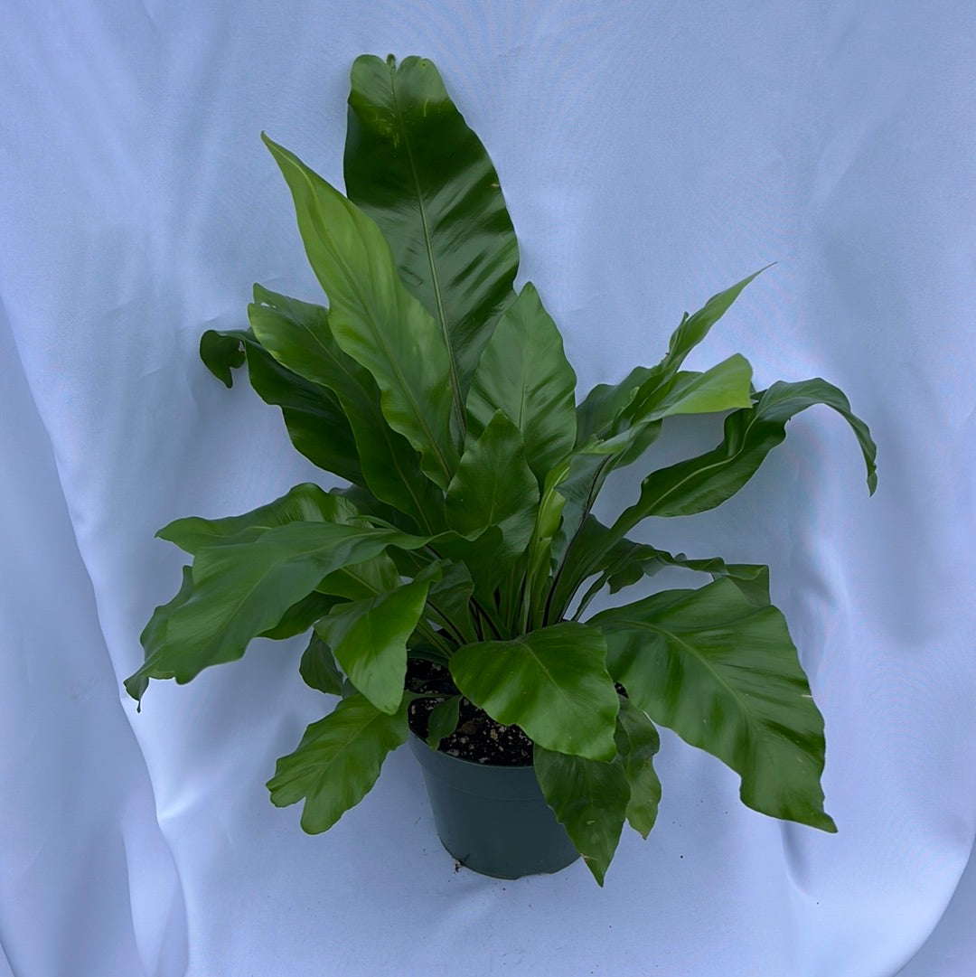 BIRDSNEST FERN