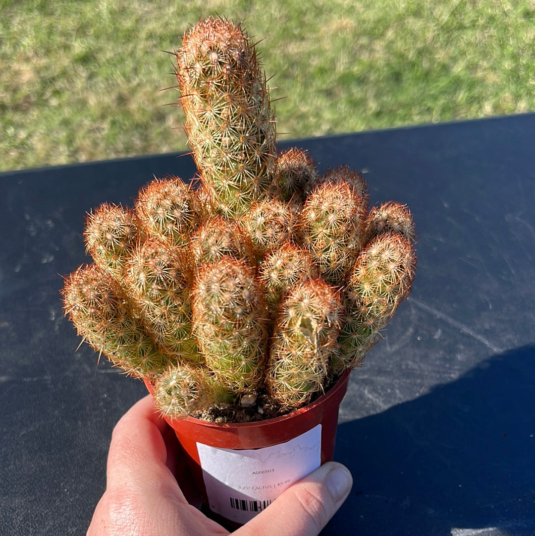 CACTUS 3.25"