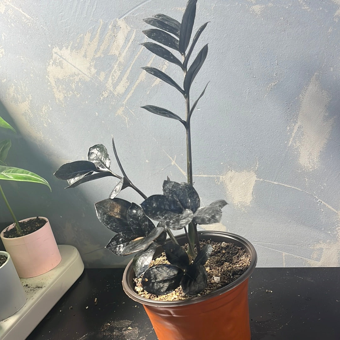 RAVEN ZZ PLANT