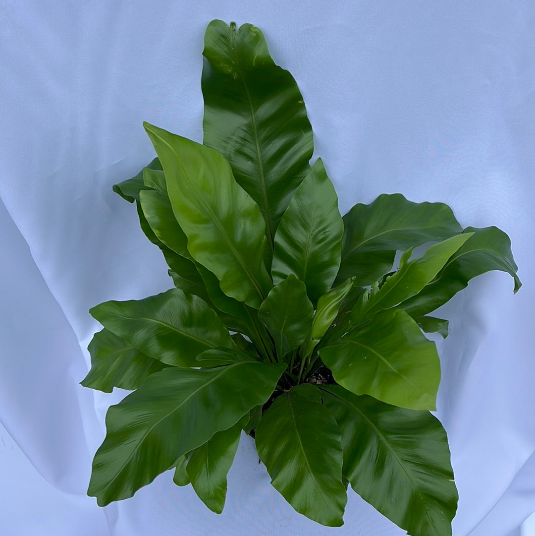 BIRDSNEST FERN