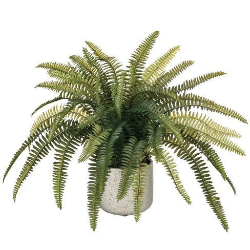 FERNS 4"