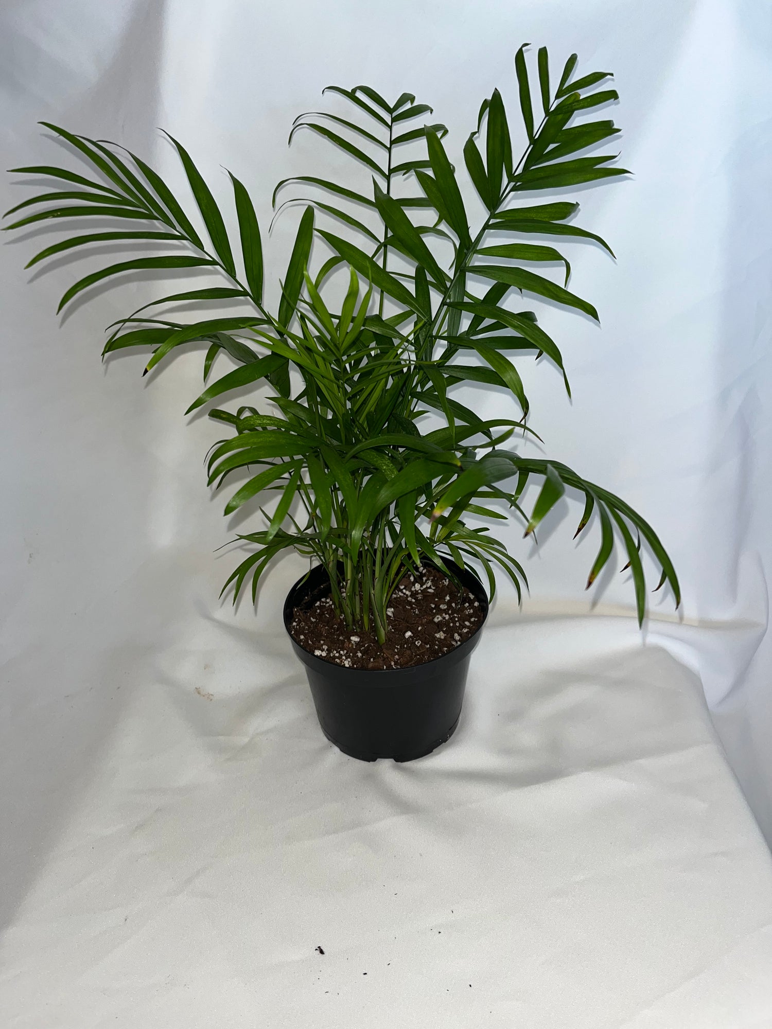 PARLOR PALM