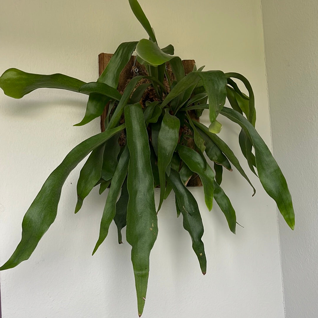 STAGHORN FERN