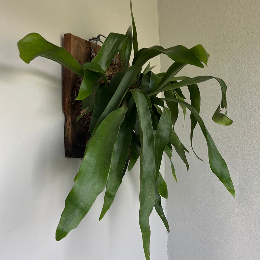 STAGHORN FERN