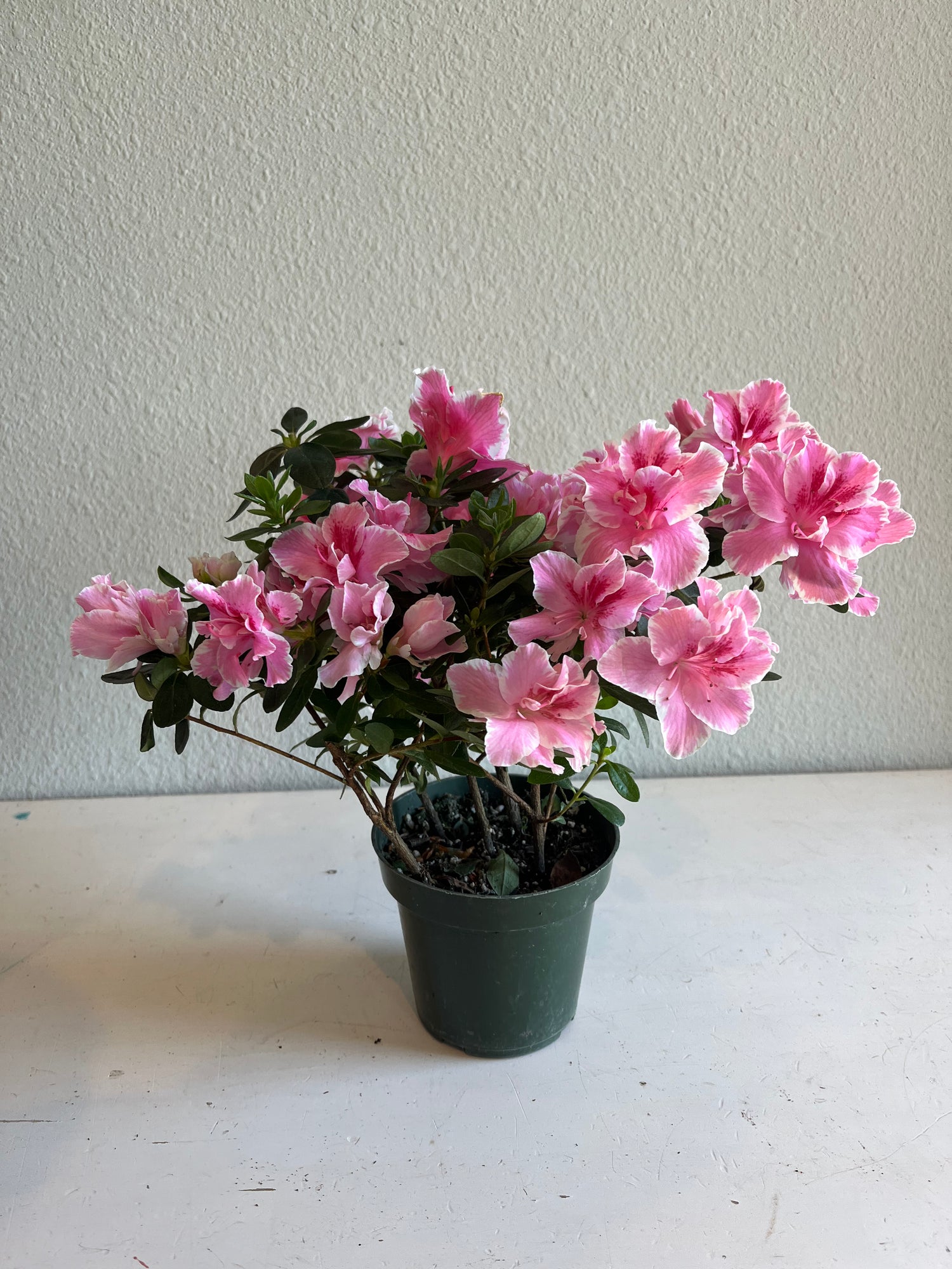 AZALEA