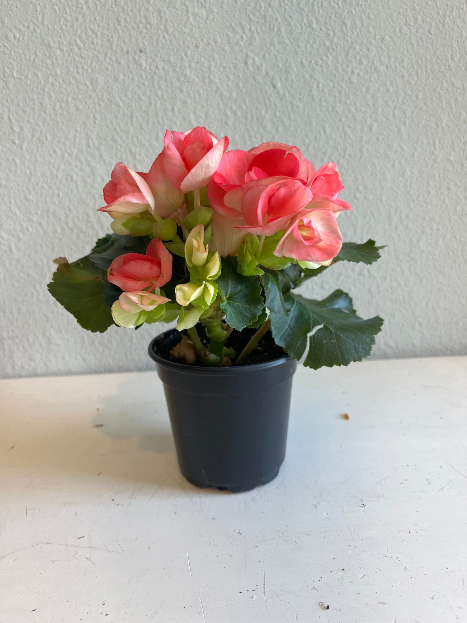 RIEGER BEGONIA