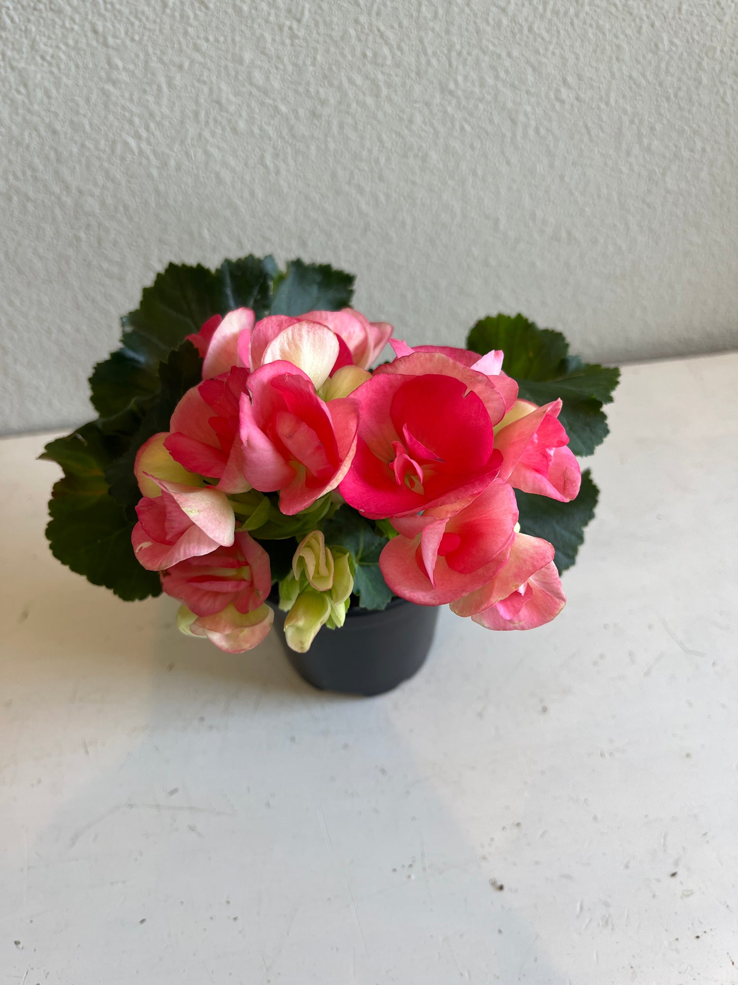 RIEGER BEGONIA