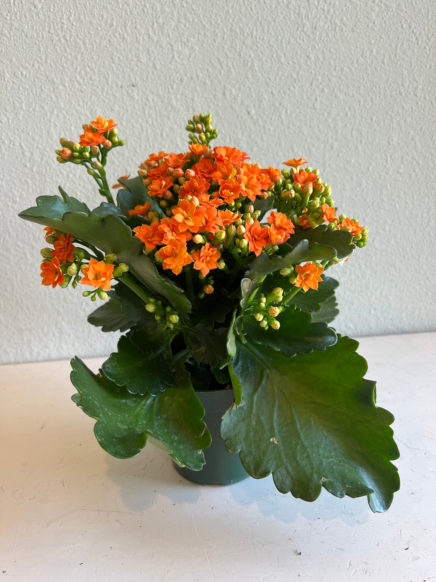 KALANCHOE