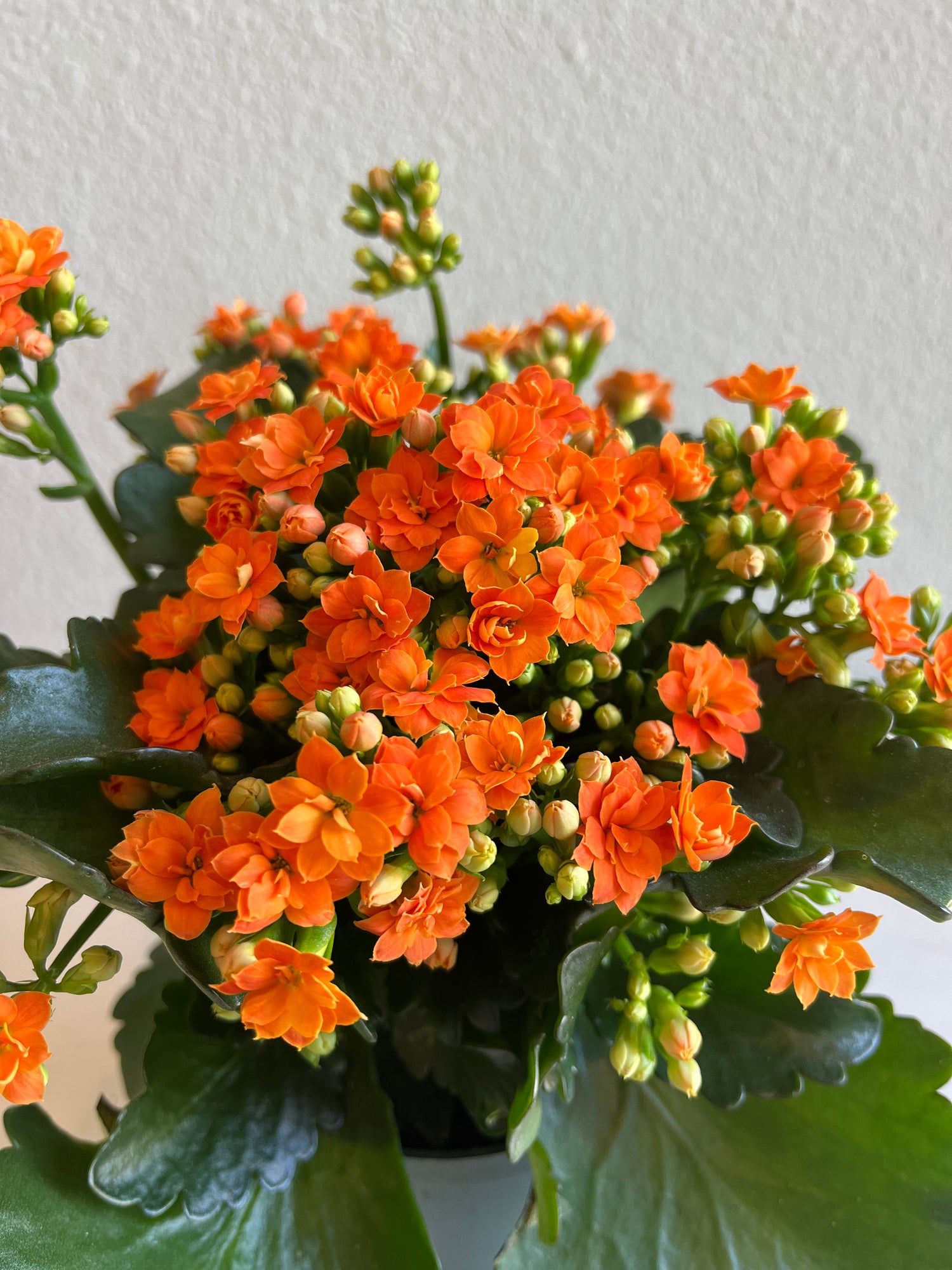 KALANCHOE