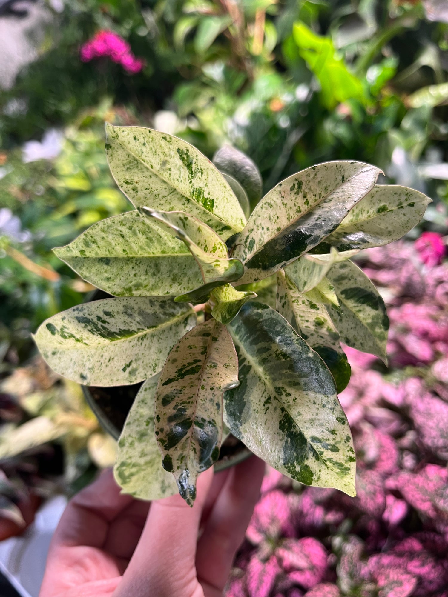 FICUS SHIVEREANA (Ficus moonshine)